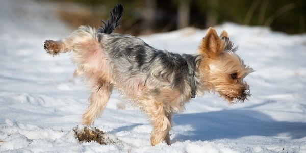 Puppy urinating frequently large sales amounts